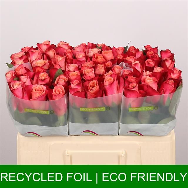 Роза од. Хелен 50, шт.
