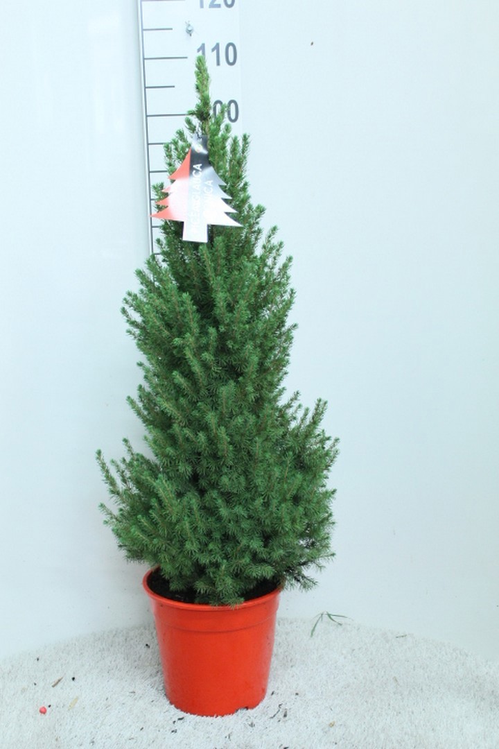 Picea glauca 'Conica' P24 Potgedrukt, D 24 cm