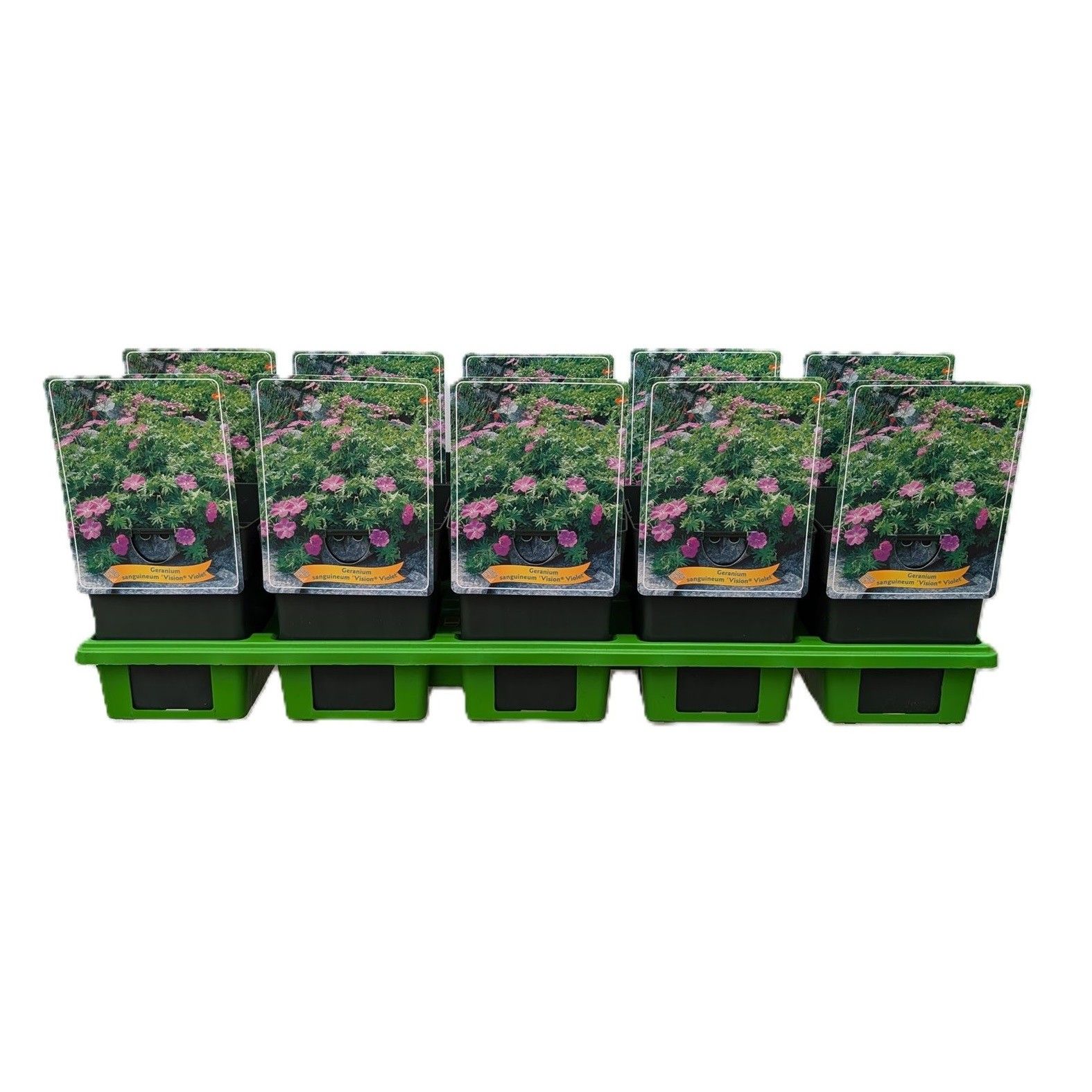 Geranium sang. 'Vision Violet' P11, D 11