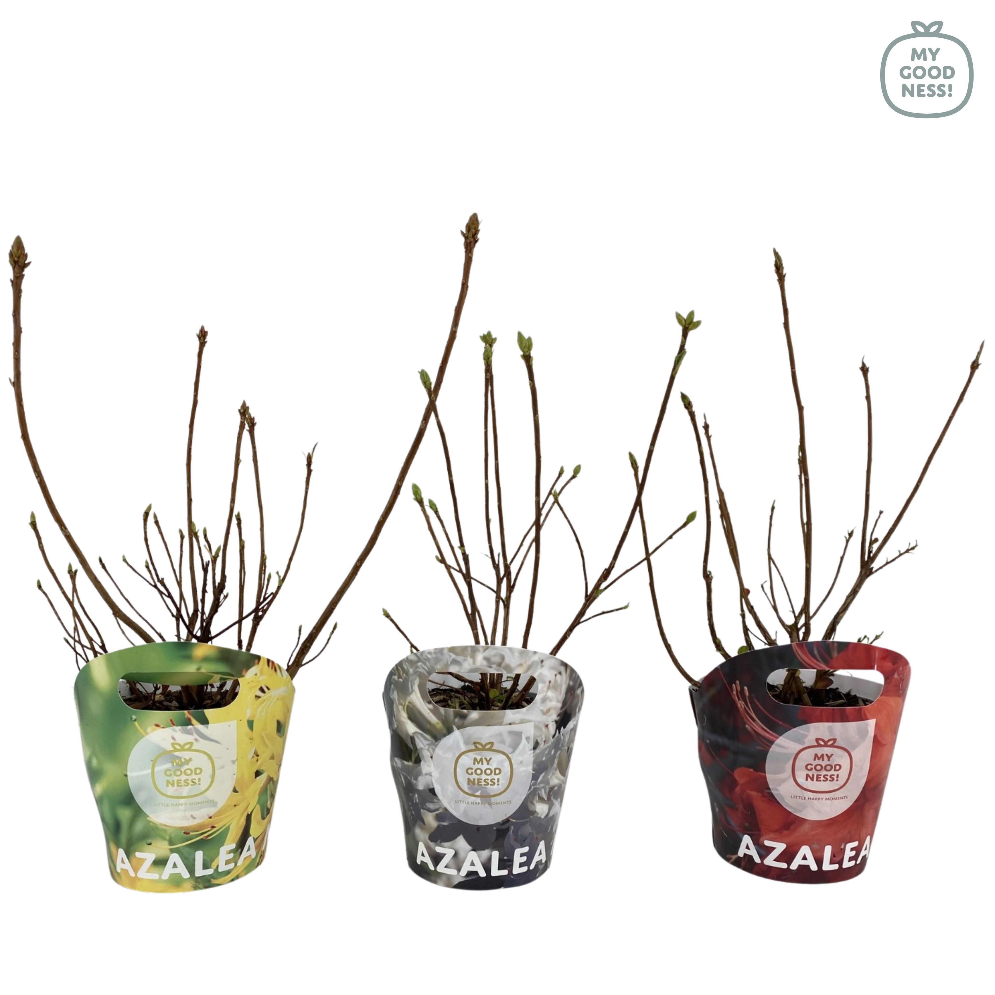 Azalea Mollis 40 /C2 'Potcover Mix', D 17