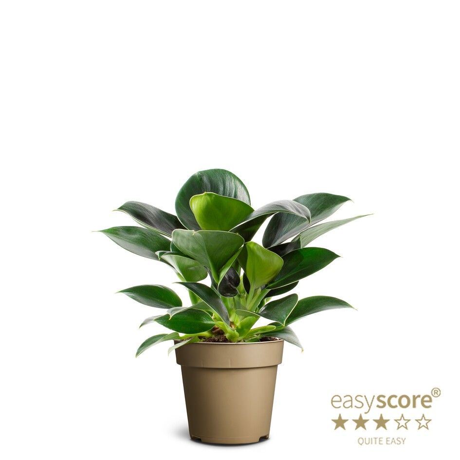 Philodendron ´Green Princess´, D 9 cm