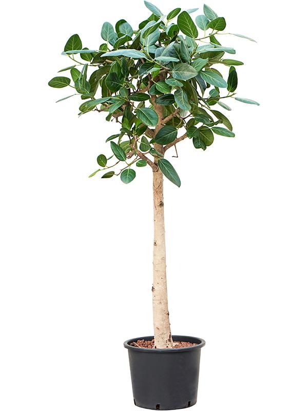 Ficus benghalensis 'Audrey', D 32 cm