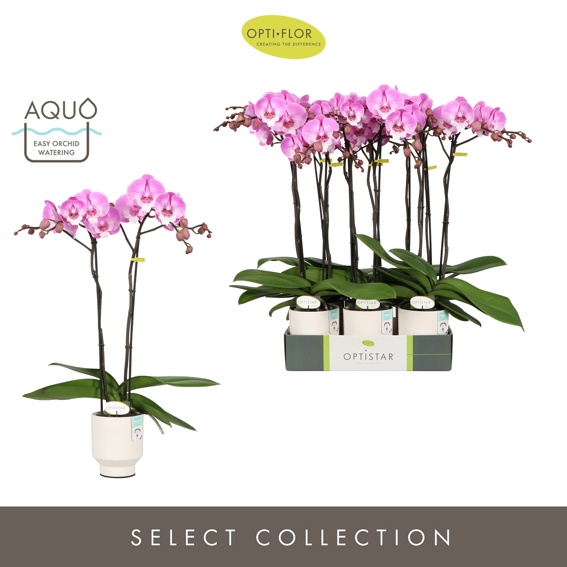 Optistar Hendrix 2 spike in Emilia White Aquo, D 12 cm