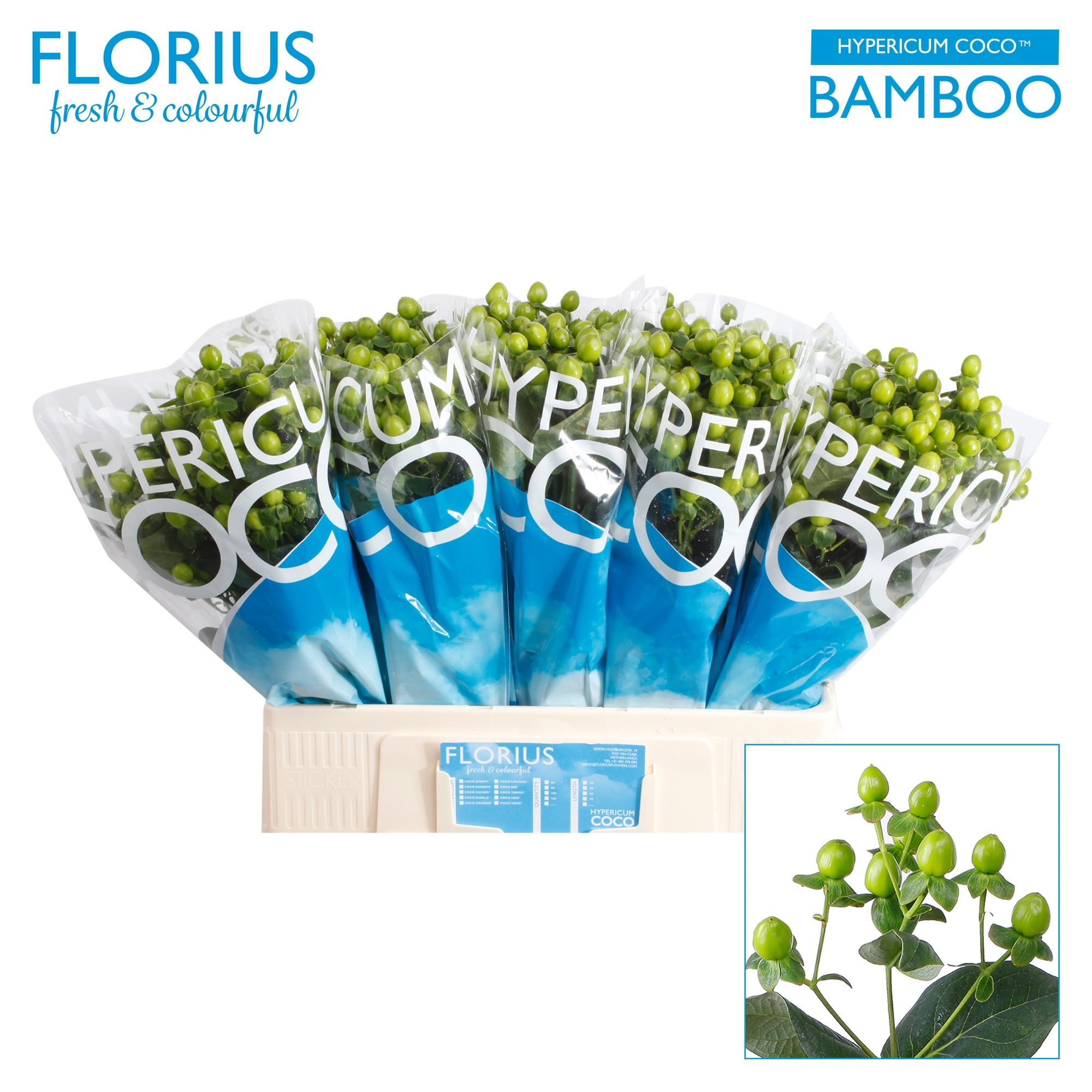 Гипперикум Коко Бамбу 60, шт.