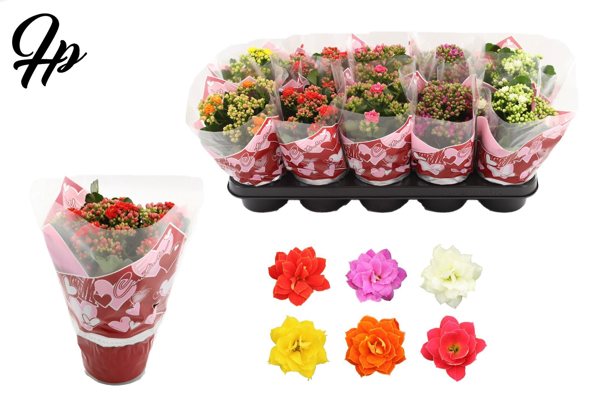 Kalanchoë 6 color mix in Couture Heart sleeve, D 12