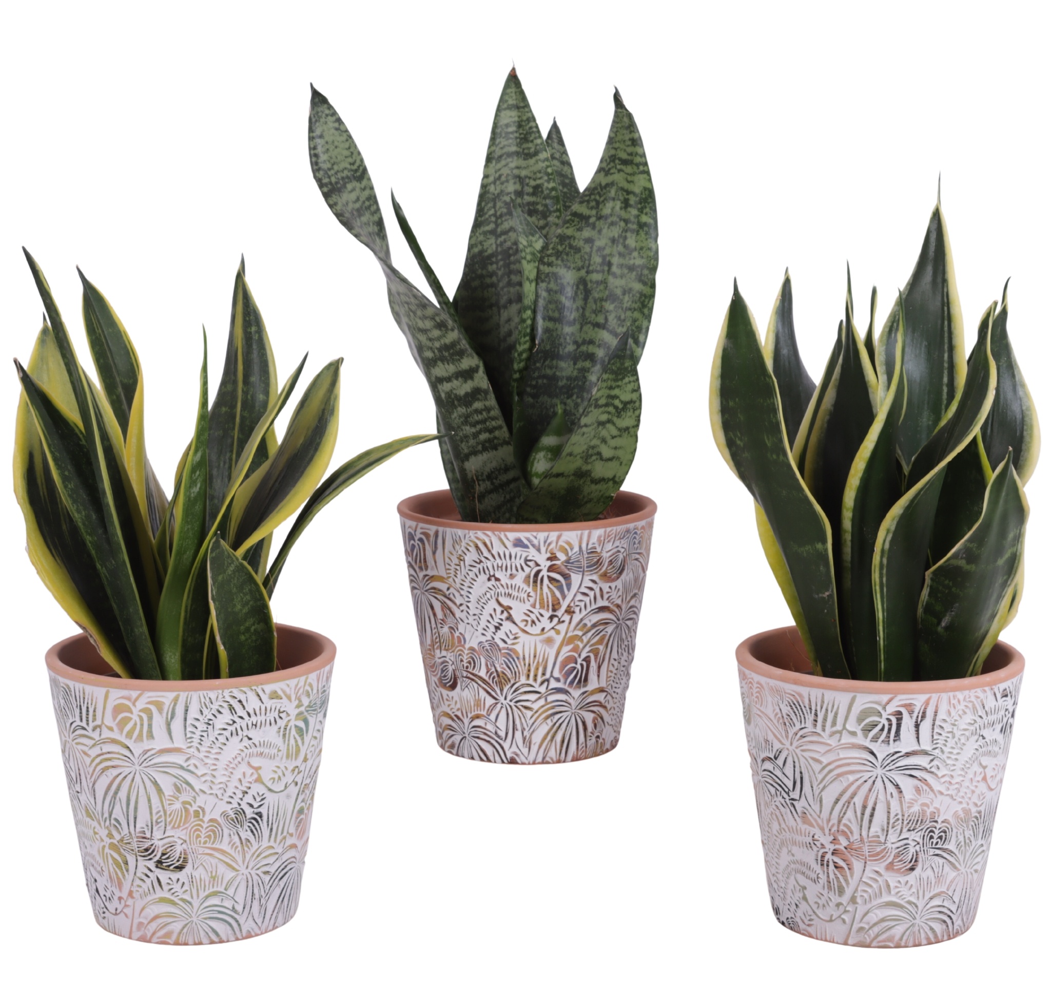 Sansevieria mix Ø12cm in Ø14cm Ceramic Pot Jungle, D 14