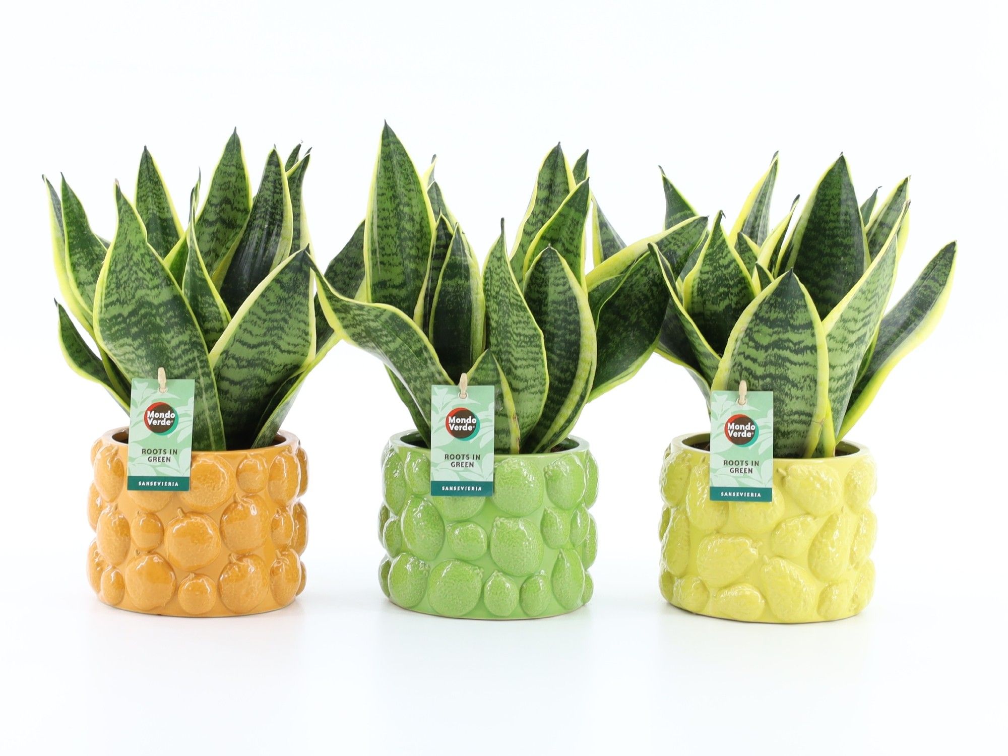 Sansevieria 'Futura Superba' in Dolce Frutta, D 15