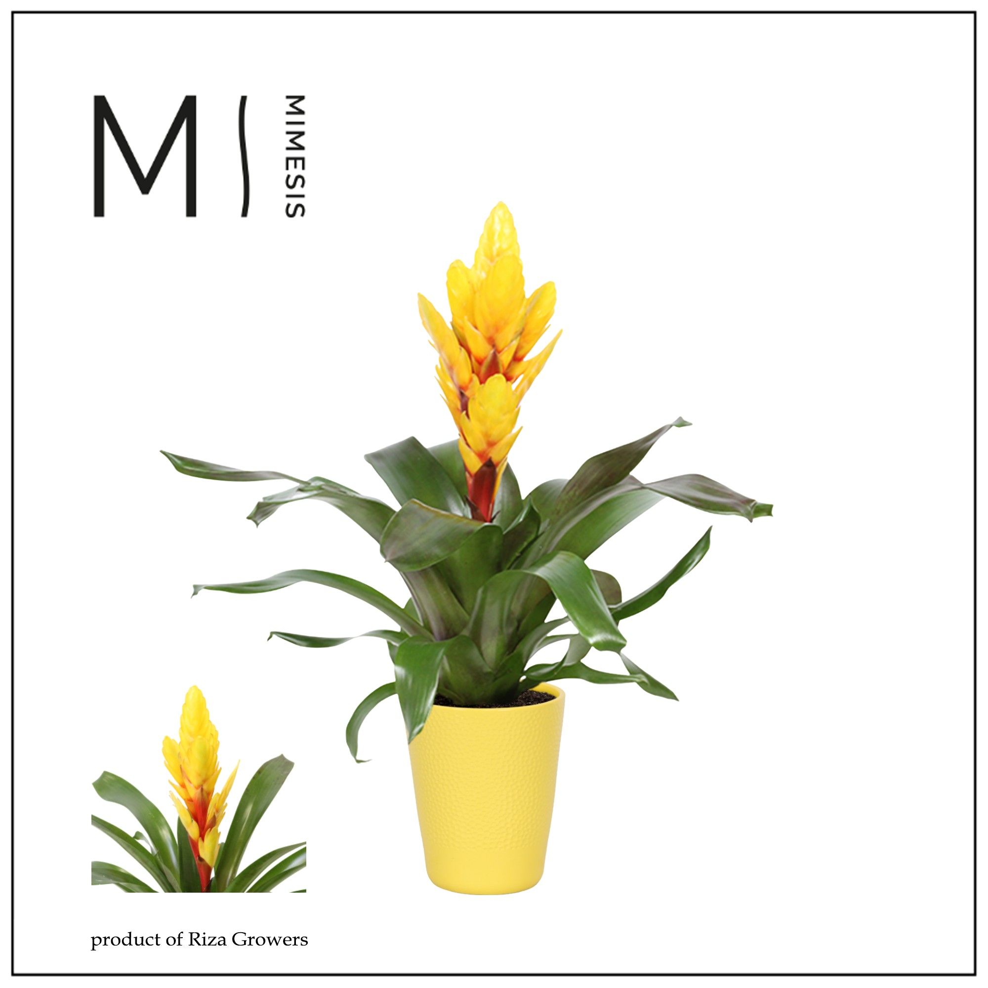 Vriesea Intenso Yellow - 13cm in Florence | Mimesis, D 13 cm