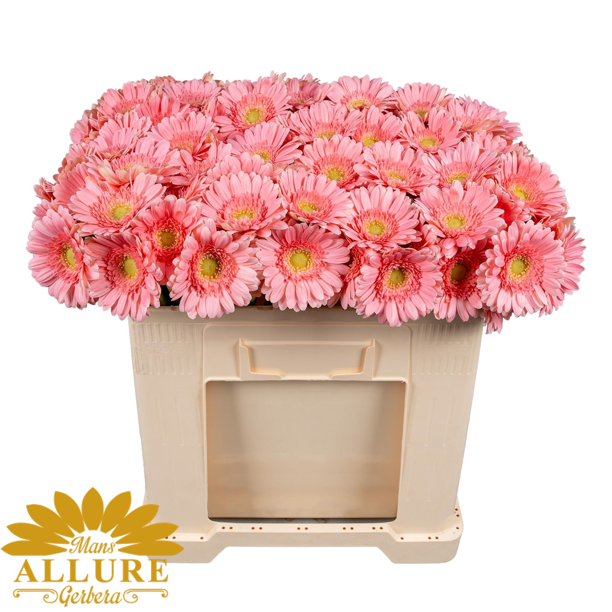 Гермини Джуна, шт.