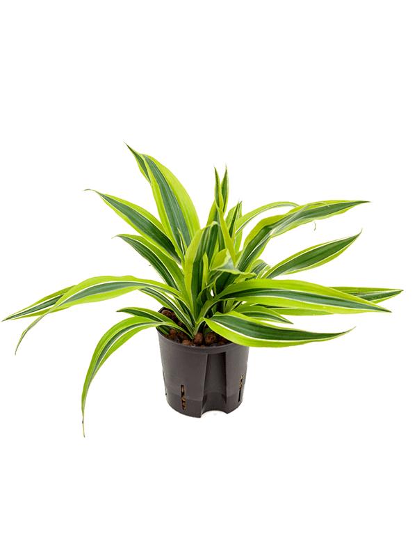 Dracaena fragrans 'Lemon Lime', D 13
