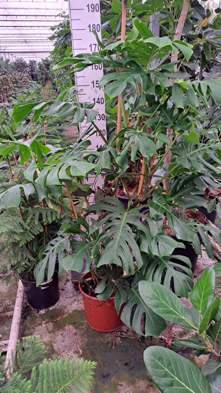 Monstera Deliciosa bush 170, D 35