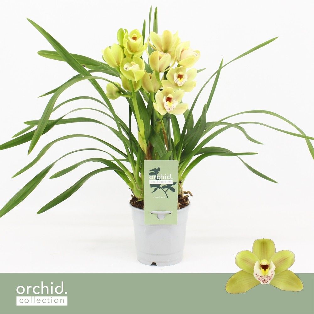 Cymbidium, Wild Anna Compact 2-spike 'Orchid Collection', D 12