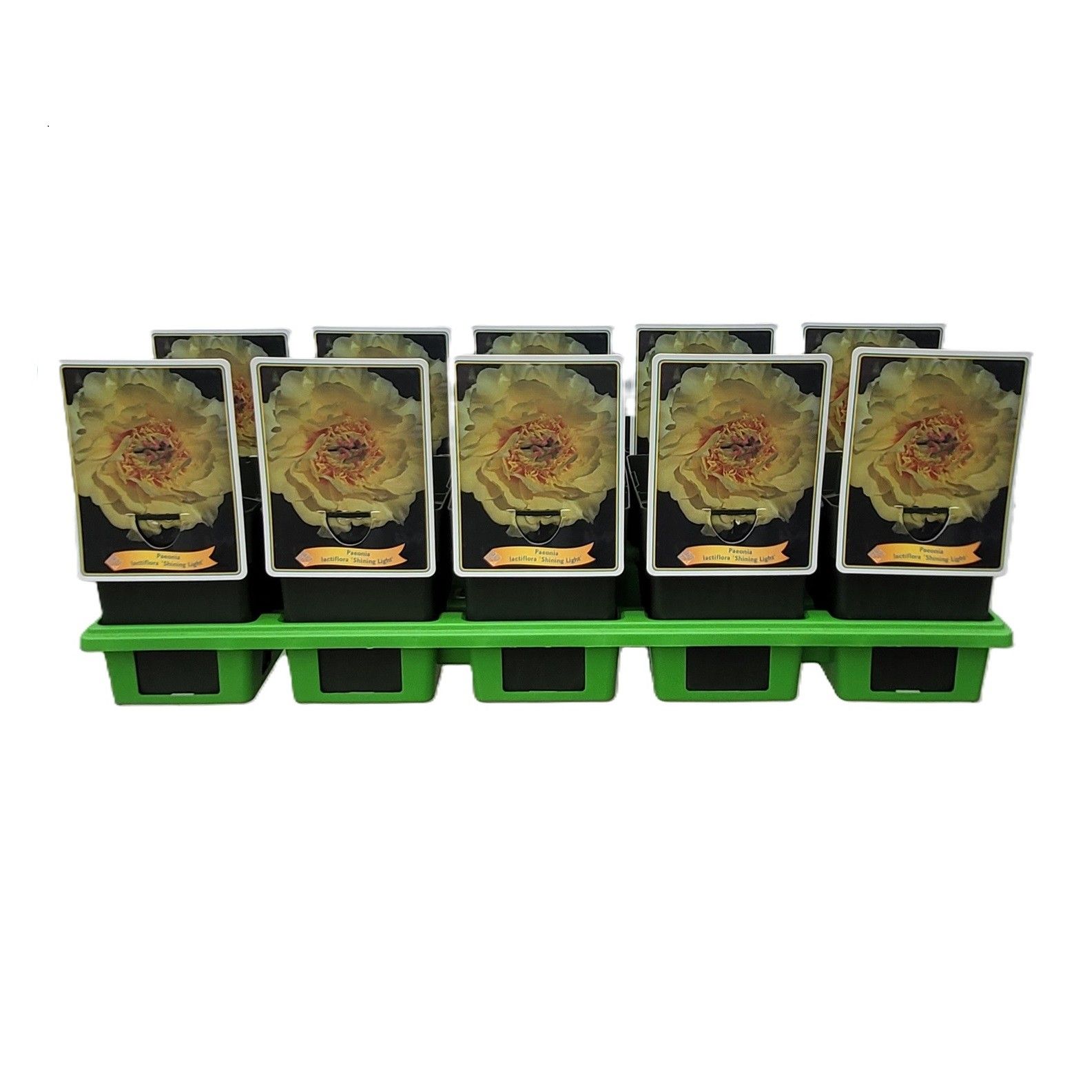 Paeonia Lactiflora 'Shining Light' P11, D 11 cm