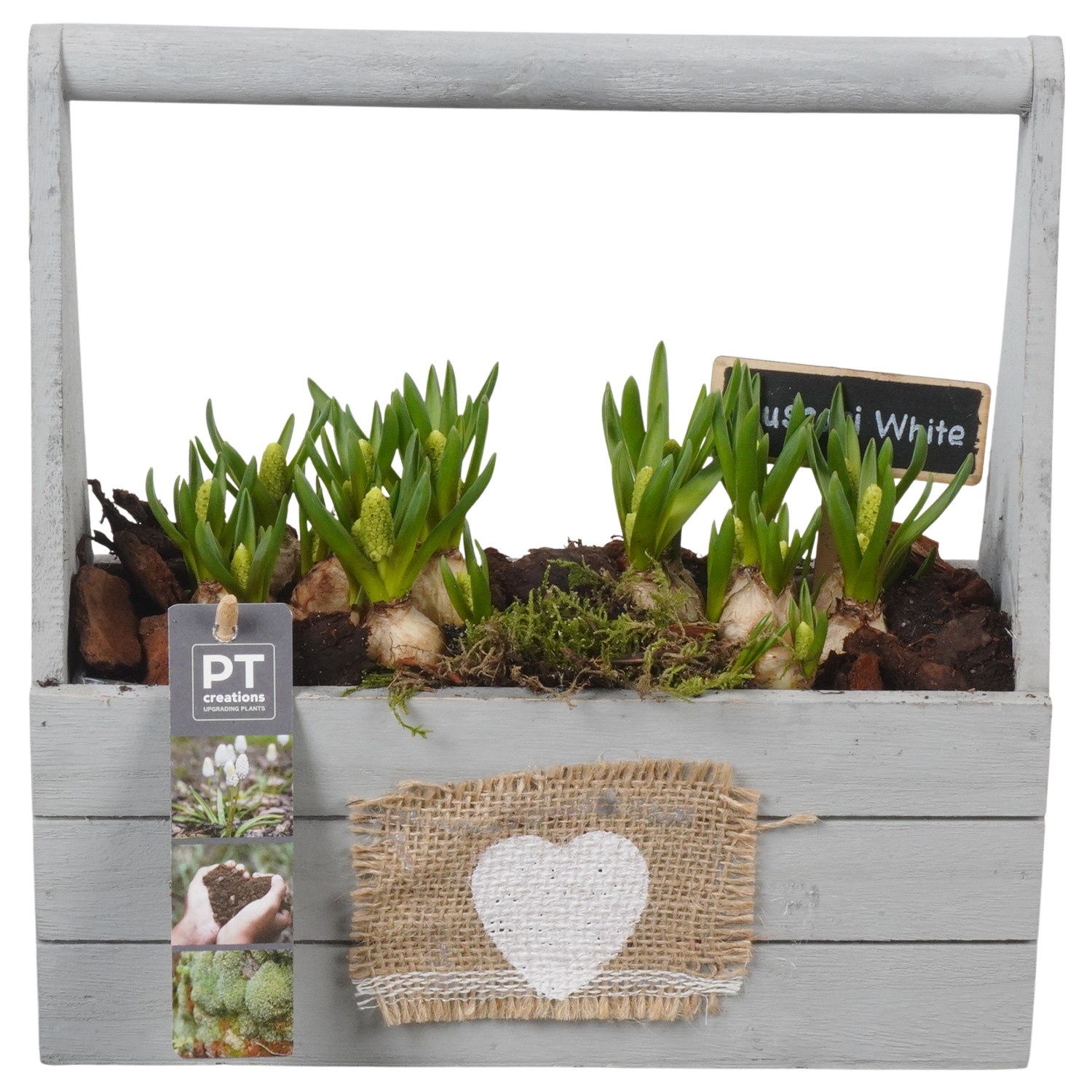 PTWMB8150 Arrangement Muscari White in houten rechthoek bak, D 25