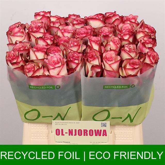 Роза од. Палома 40, шт.