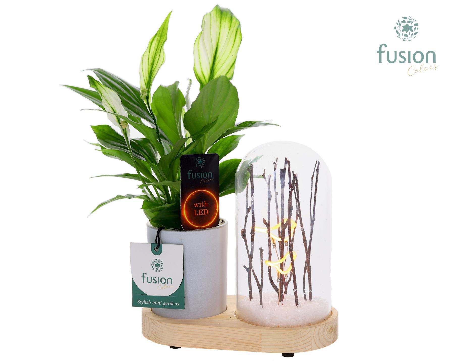 LED Lichtbal Vogels houten planter met Spathiphyllum, D 17