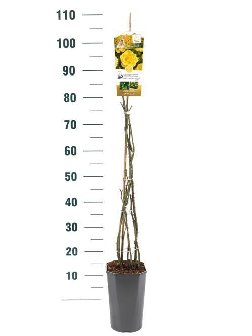 Rosa 'Gardener's Glory' - Klim - C3rp - Exclusive Collection, D 19