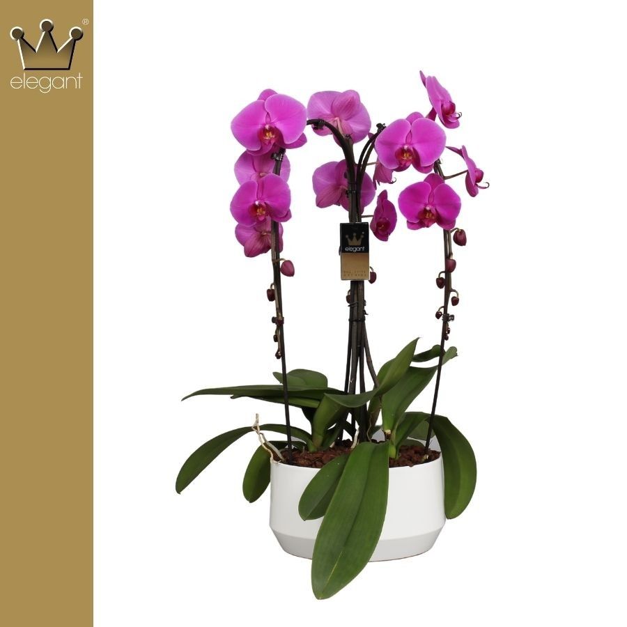 Phalaenopsis 3 tak, De Kroon Roze, D 25
