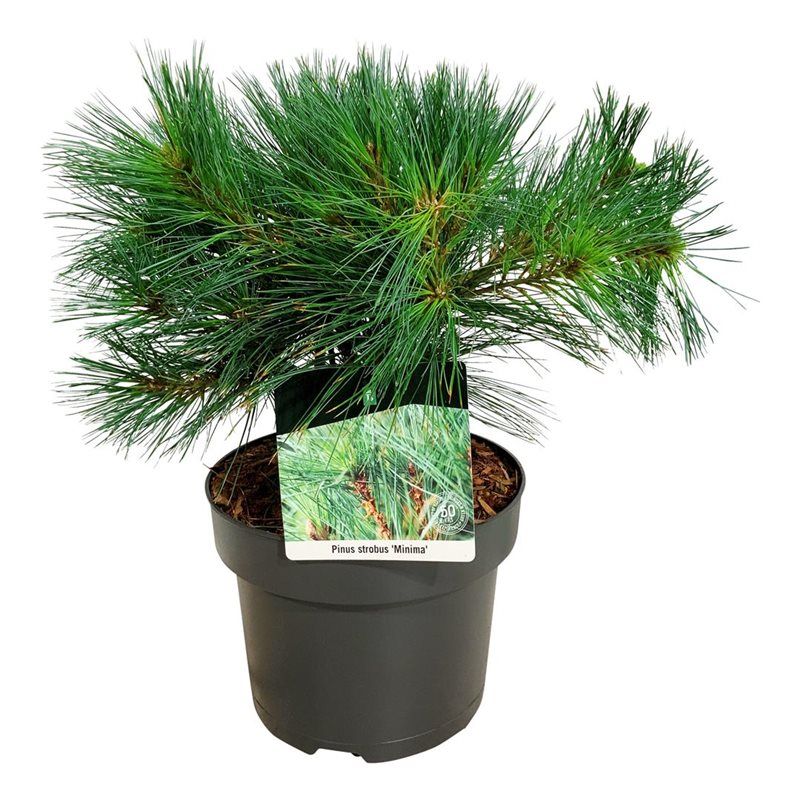 Pinus strobus 'Minima', D 21