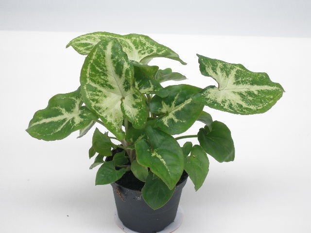 SYNGONIUM PODOPHYLLUM 'ROBUSTA', D 6 cm