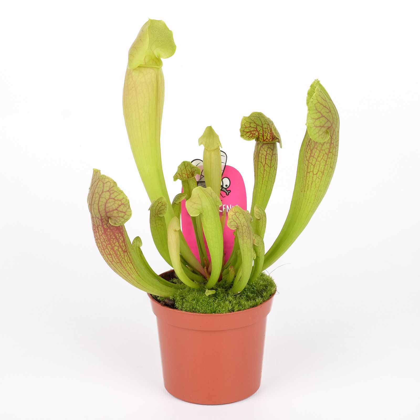 Sarracenia barba, D 8,5
