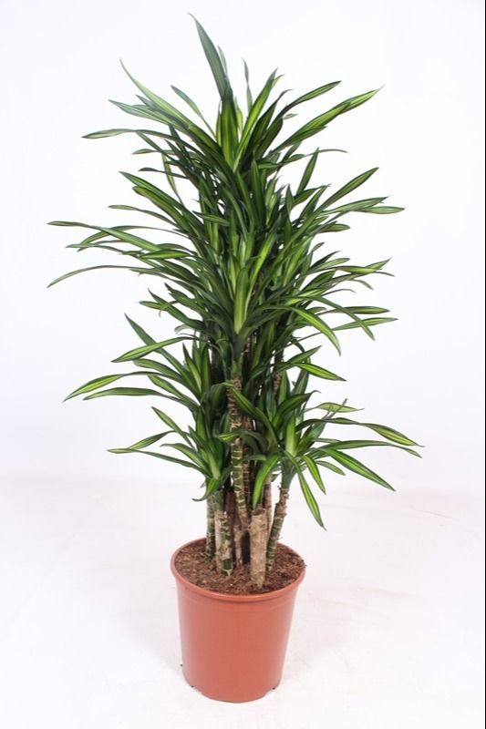 Dracaena Riki, D 30