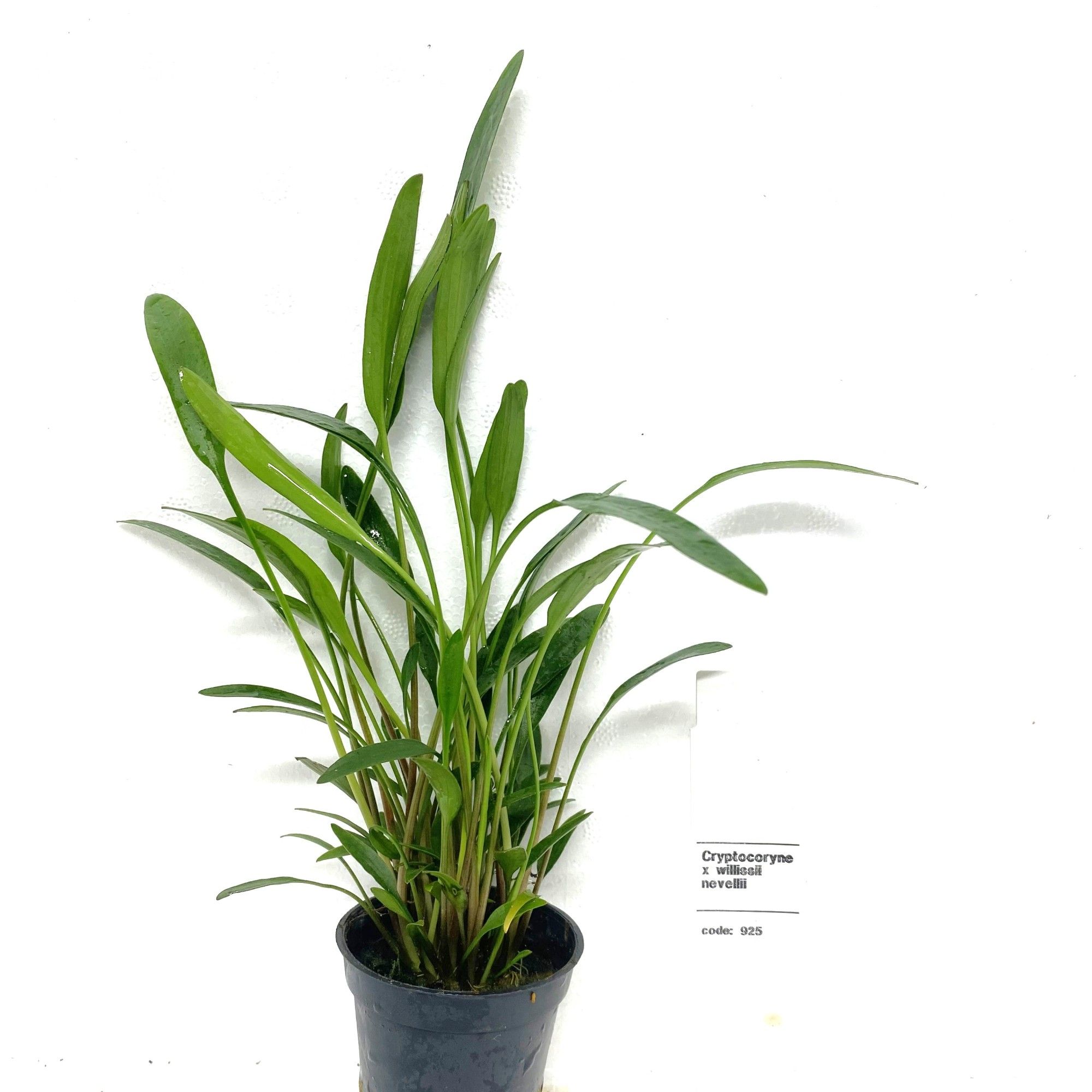 Cryptocoryne nevillii, D 5