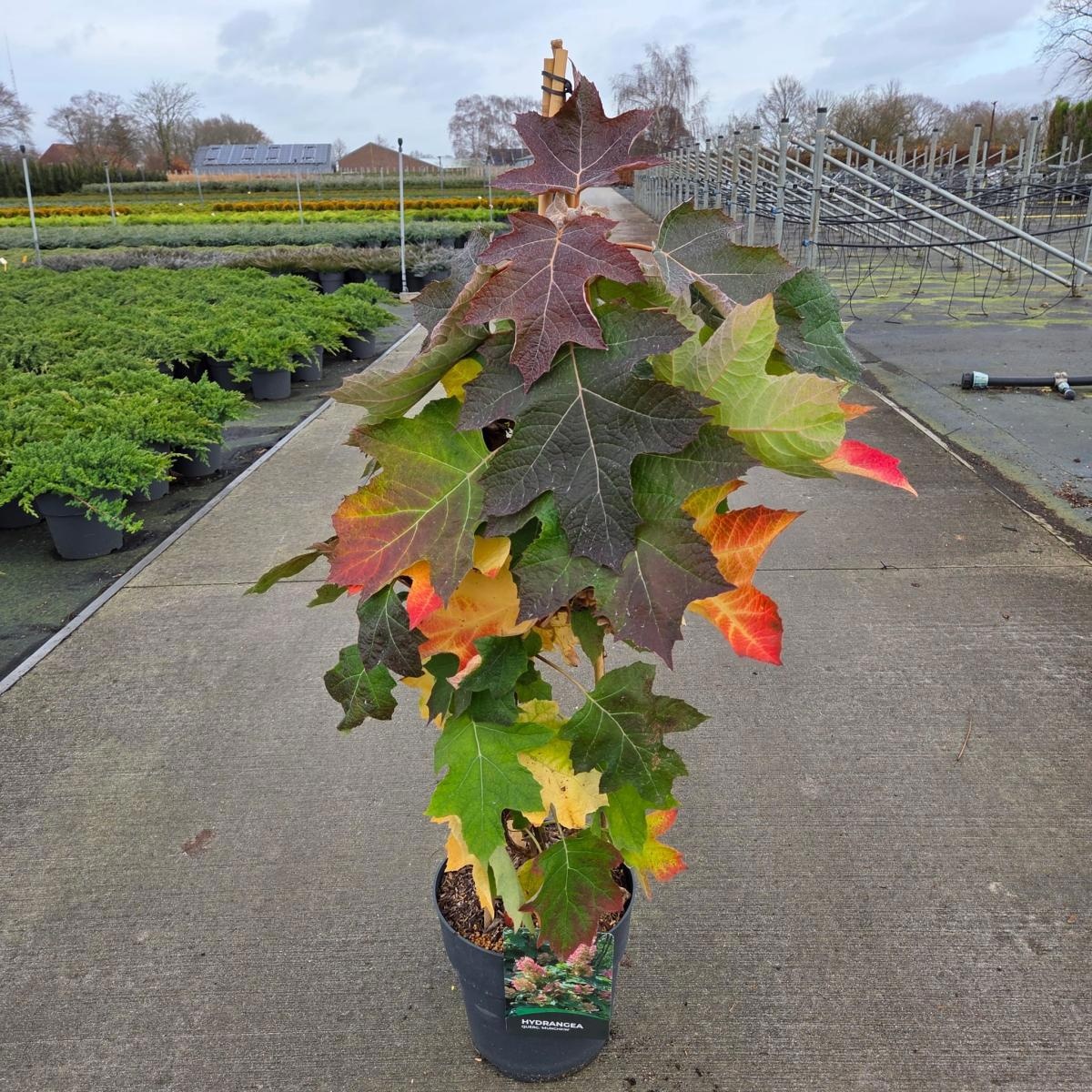 Hydrangea querc. 'Munchkin', 3 stok, D 29