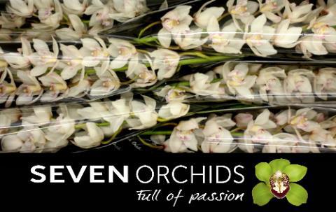 Цимбидиум ХМС Вайт Сенсейшн x6 80, шт.