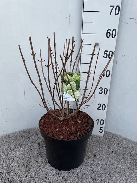 Hydrangea pan. Limelight 50-60 cm struik P26 C7,5, D 26