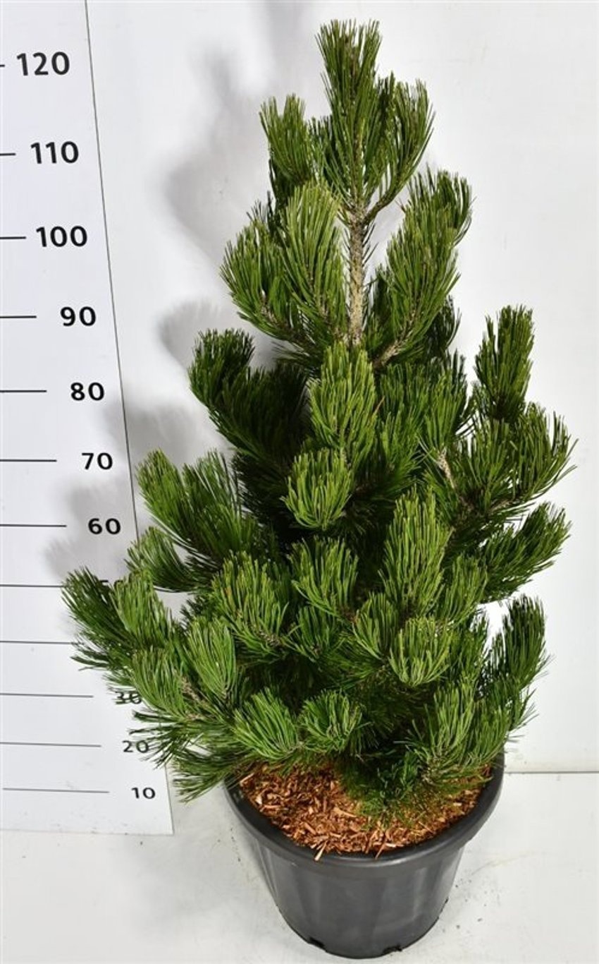 Pinus heldreichii 'Satellit', D 38