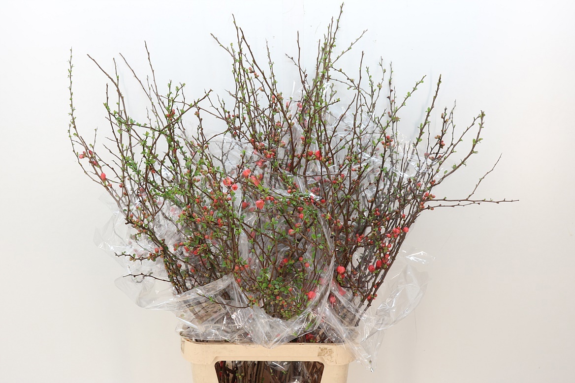 Хаеномелис Суперба 130, шт.