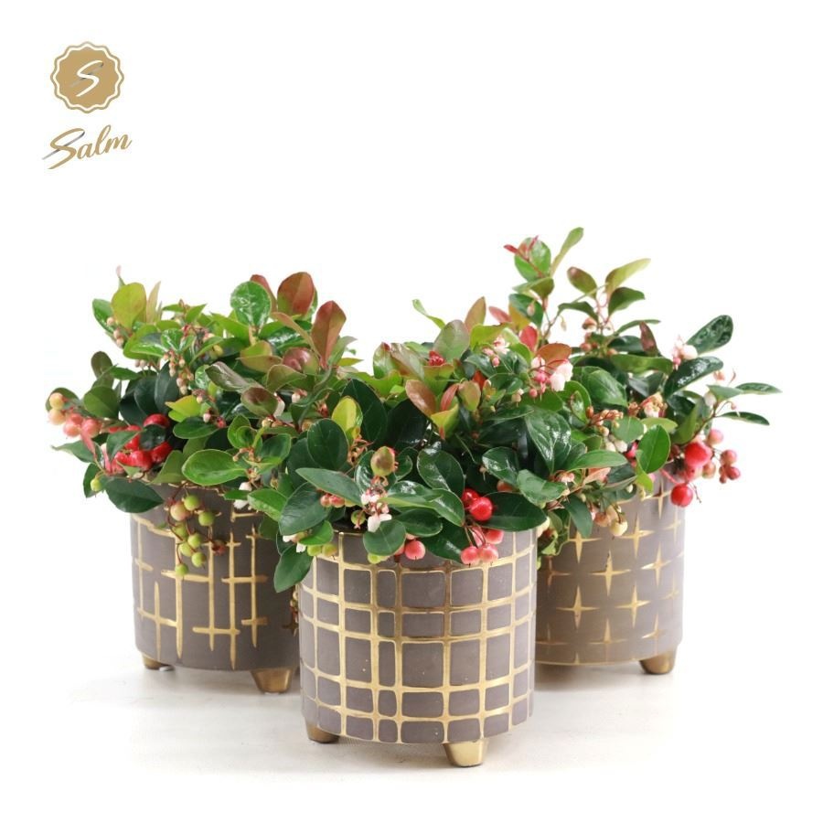 Gaultheria 'Big Berry'® P12 in Christmas Chique [L], D 14 cm