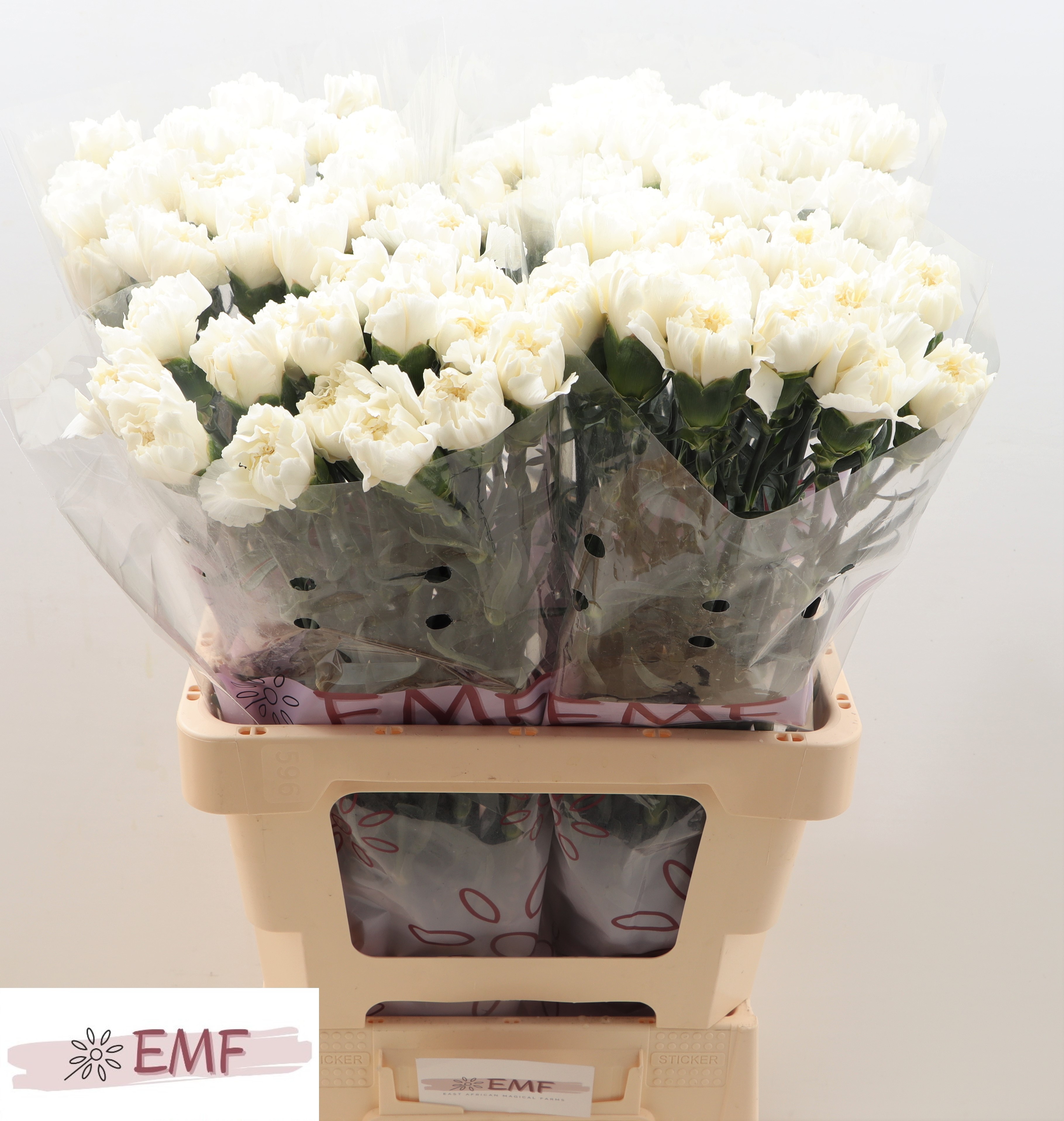 Диантус од. Мон Блан, шт. Диантус од. Мон Блан, шт.