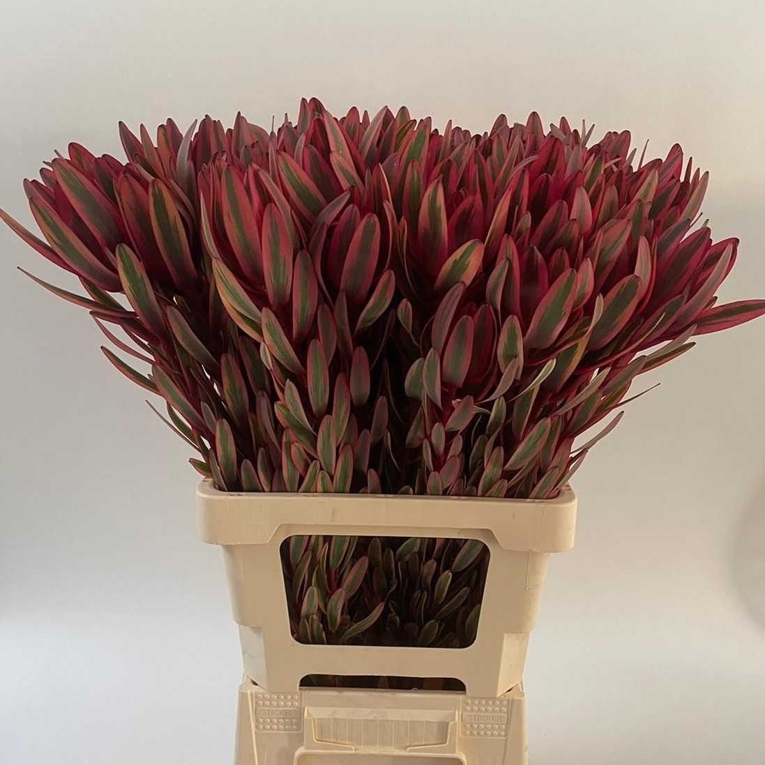 Леукадендрон Джестер 70, шт.