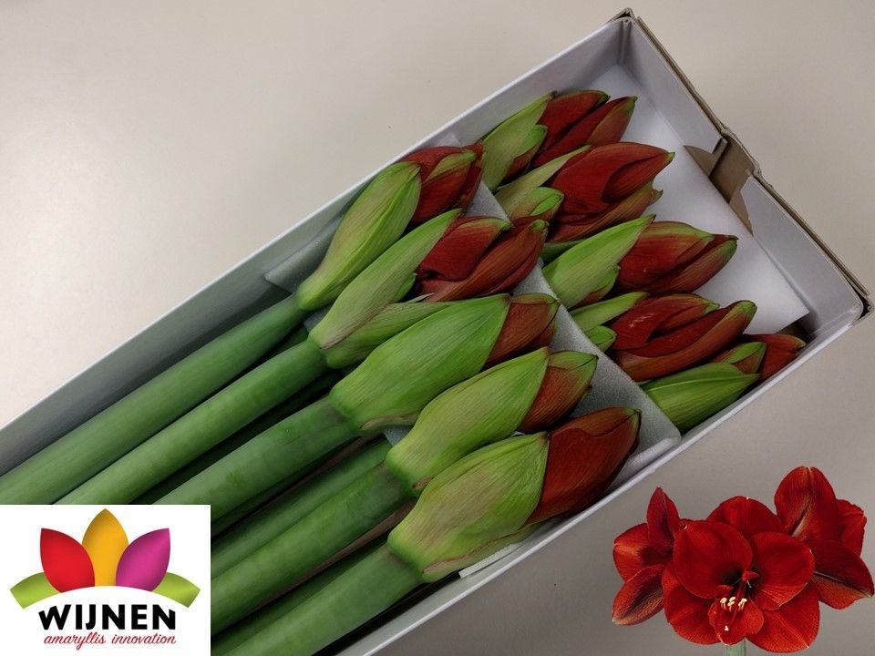 Амарилис Феррари (красн.) x10, шт.