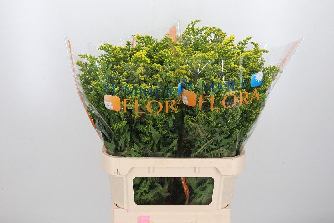 Солидаго Голден Глори 80, шт.