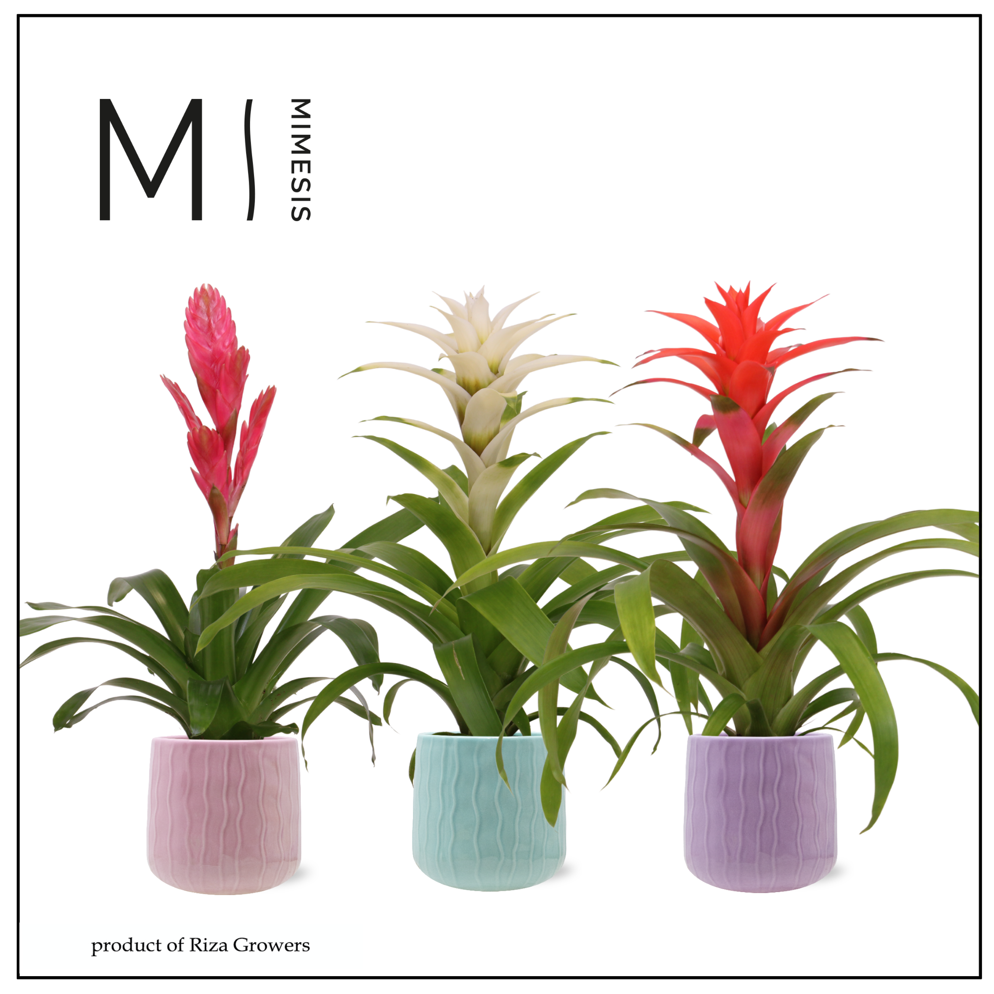 Bromelia Charming - 12cm in Belize | Mimesis, D 12