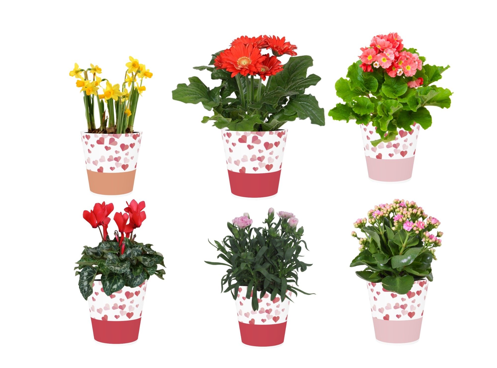 Collectie 'Party Love' Bloeimix in smartcup Candy 6 soorten, D 12