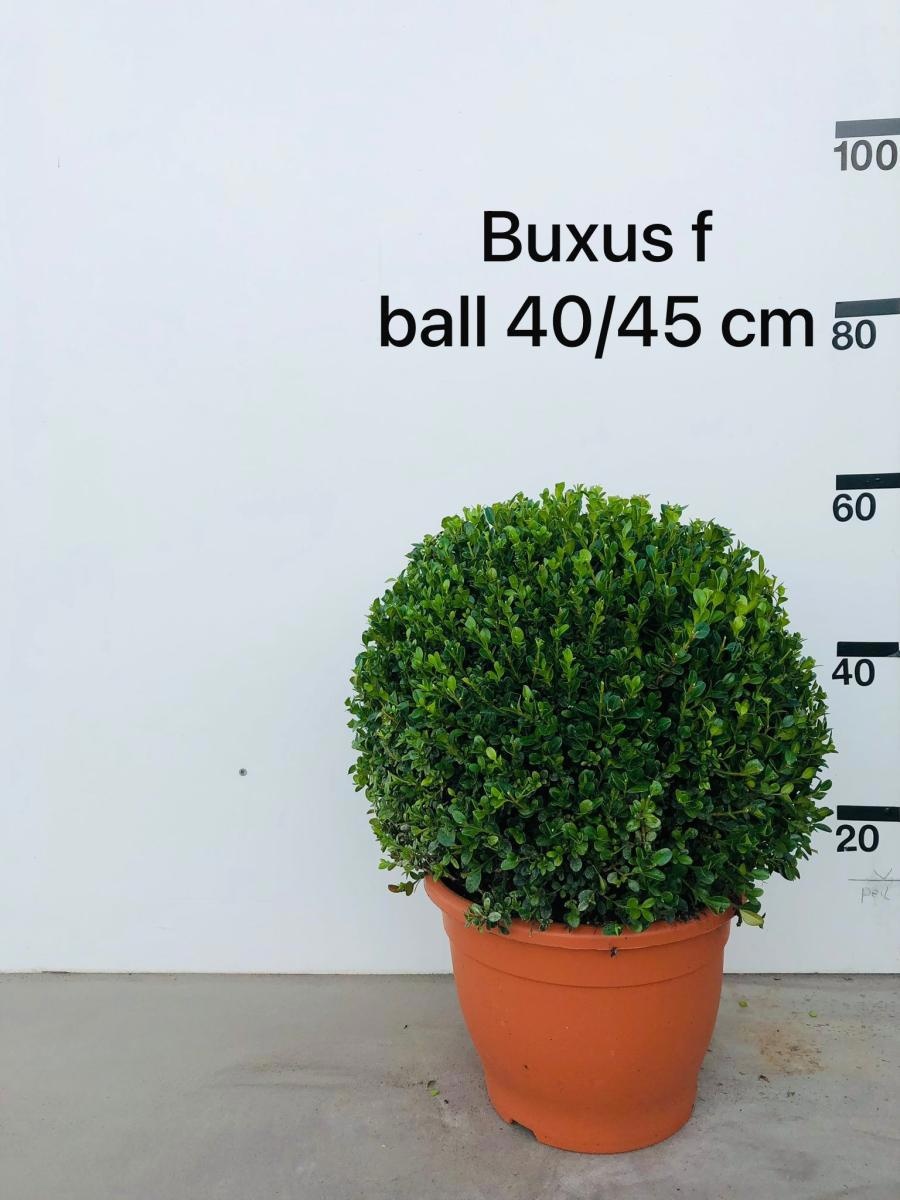 Buxus micr. 'Faulkner', bol, D 30 cm