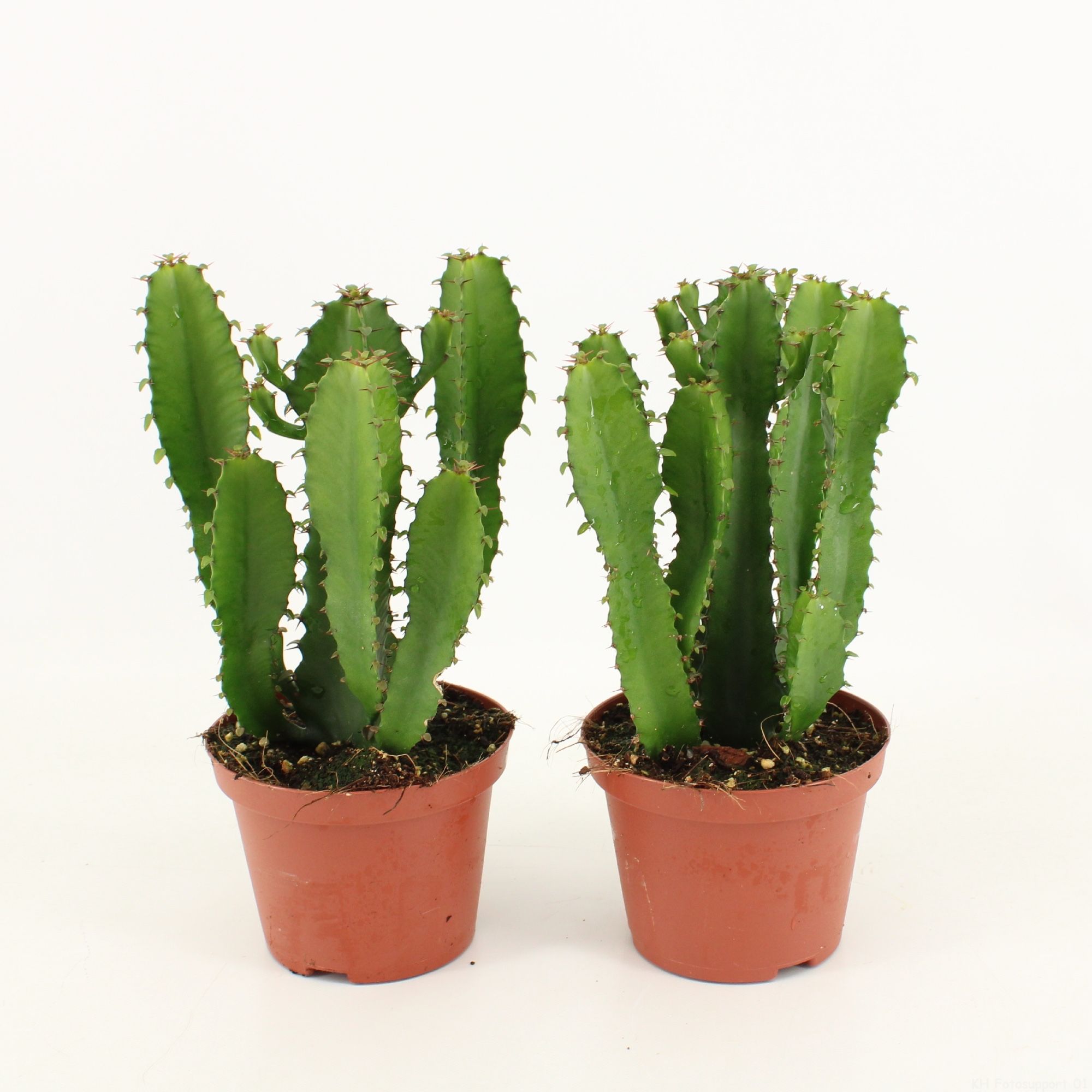 Triangularis P10,5, D 10,5 cm