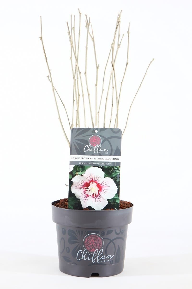 Hibiscus syr. 'Starburst Chiffon'® P19/C3, D 19