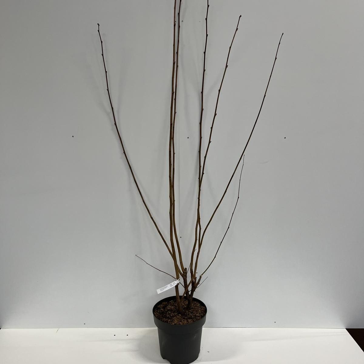 Corylus 'Rode Zellernoot', D 32 cm