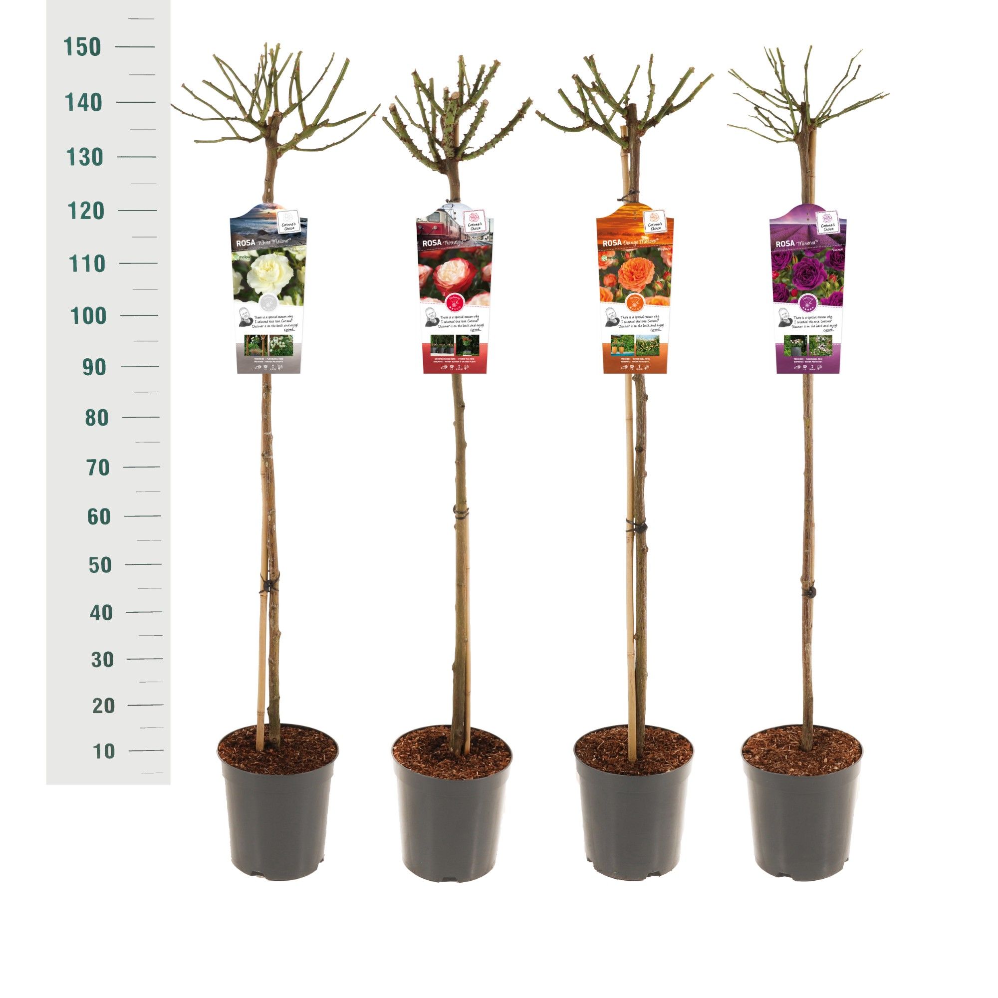 Rosa 'Mix' - 110 Stam - Exclusive Collection, D 24