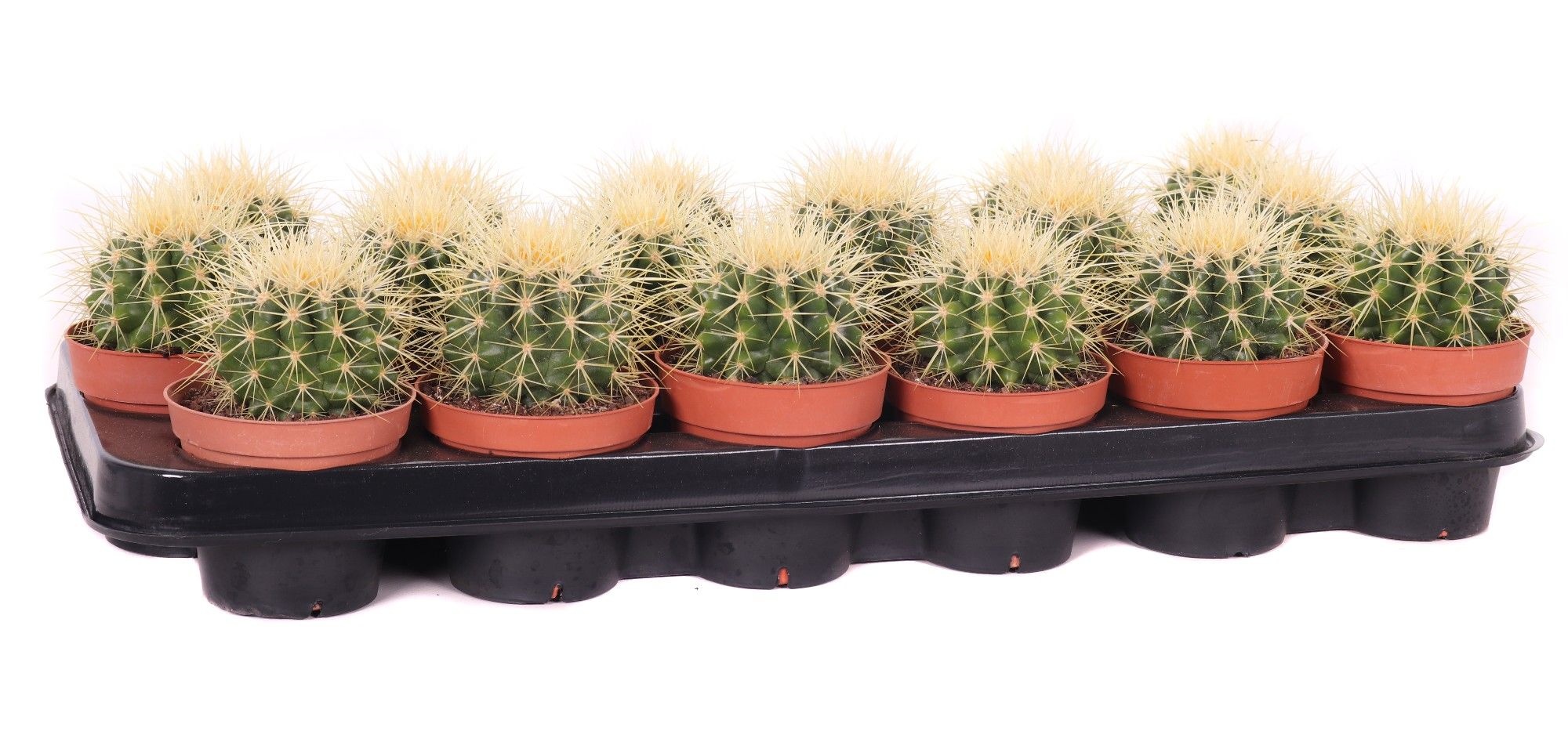 Echinocactus grusonii 8,5 cm, D 8,5