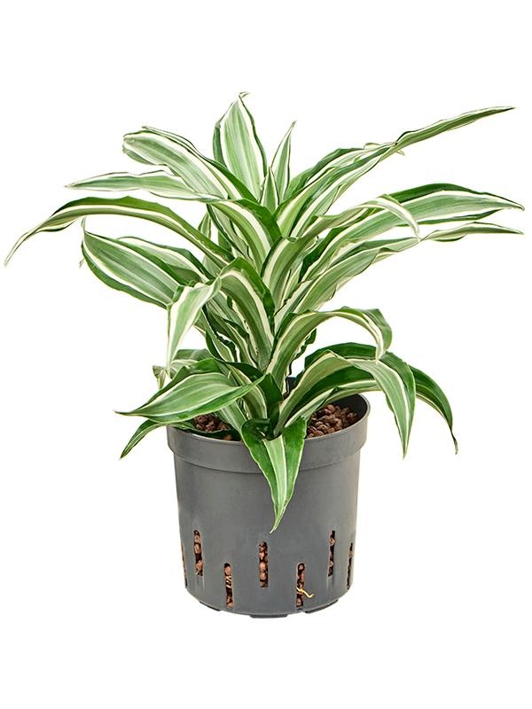 Dracaena fragrans 'Kanzi', D 13
