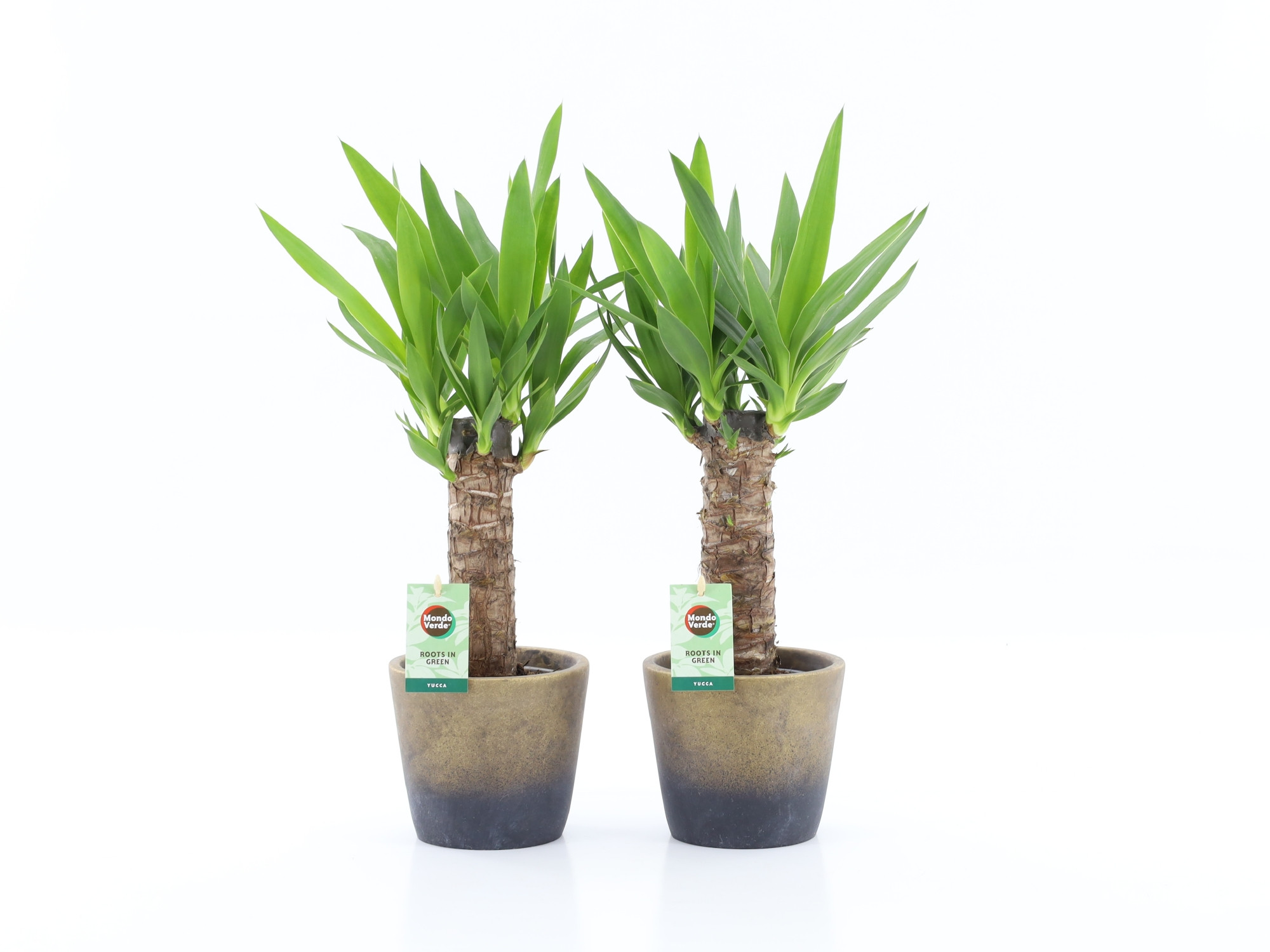 Yucca 25cm Hout 3+ kop in Lunar, D 13