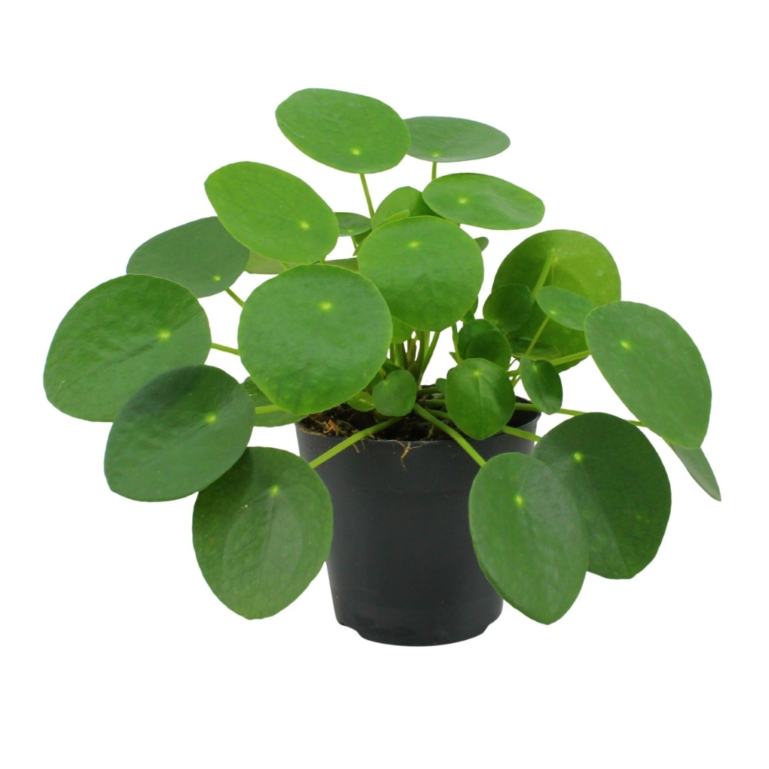 Pilea Peperomioides 12cm, D 12