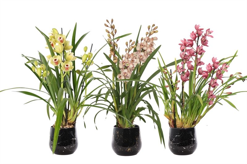 Stoneware p12 Rhonda gold Cymbidium mix 3T15+, D 12