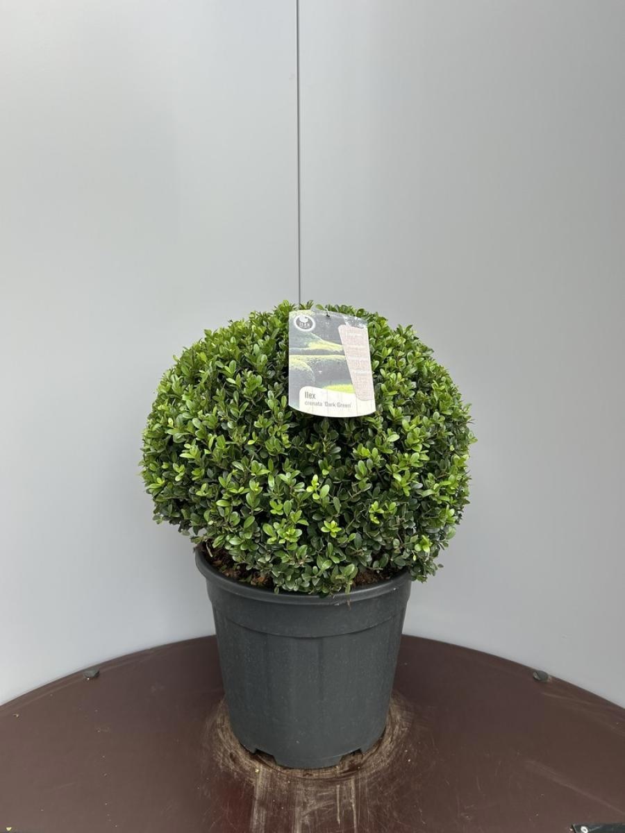 Ilex crenata Dark Green, bol, D 36